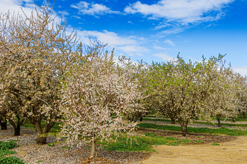 Almond (Prunus dulcis) orchard with springtime blossoms on trees, with cloudy sky in background.\n\nTaken in the San Joaquin Valley, California, USA