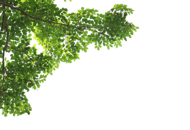 istock Green leaves with branch isolated on white background. 1485245092