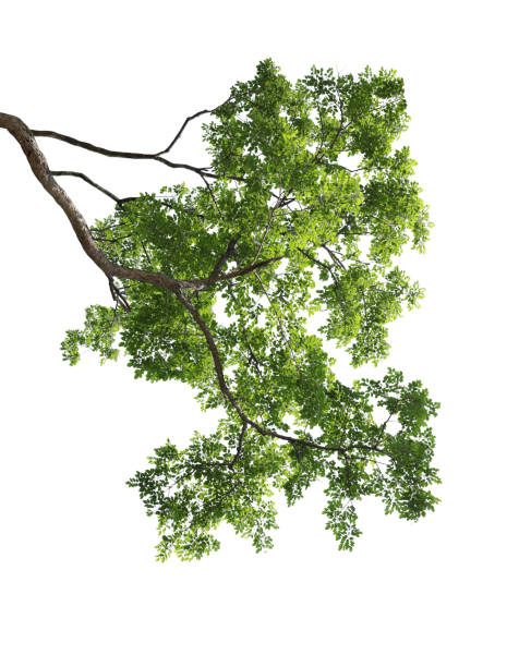 Green leaves with branch isolated on white background.