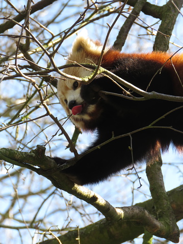 Red panda licking a branch in a tree, close up wildlife, Banham Zoo, Norfolk,