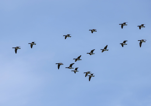 Flock of geese flying in the spring sky.