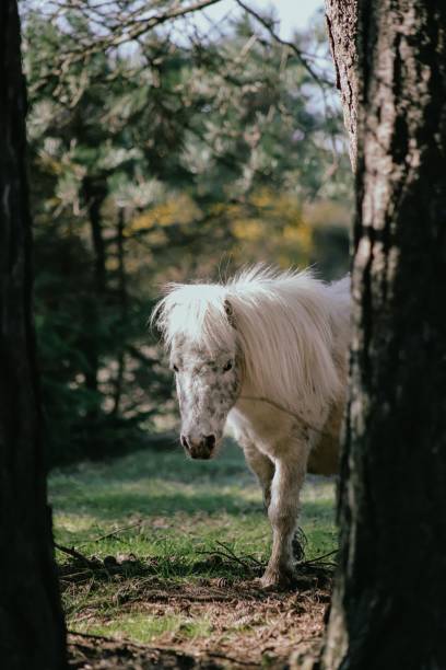 istock Shy white pony behind trees, New Forest 1485246405