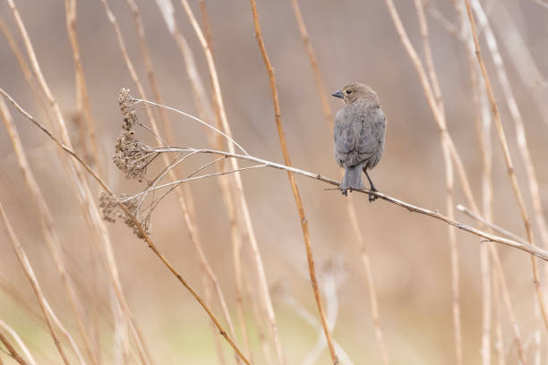 istock female brown-headed cowbird (Molothrus ater) 1485249706