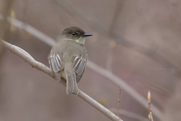 феба восточная (sayornis phoebe) - bird spring branch phoebe стоковые фото и изображения