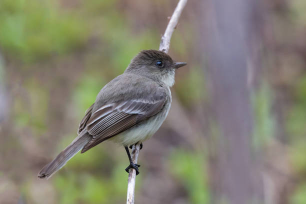 феба восточная (sayornis phoebe) - bird spring branch phoebe стоковые фото и изображения