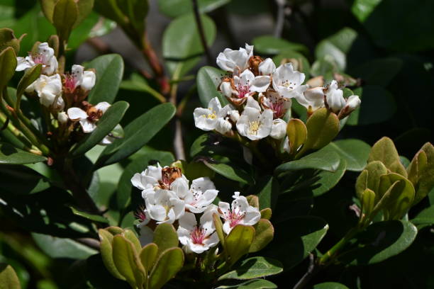Indian hawthorn ( Rhaphiolepis indica ) flowers. Indian hawthorn ( Rhaphiolepis indica ) flowers.Rosaceae evergreen shrub. Blooms from March to May. indian hawthorn stock pictures, royalty-free photos & images