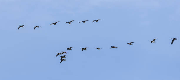 istock Flock of geese flying in the sky in spring. 1485254974