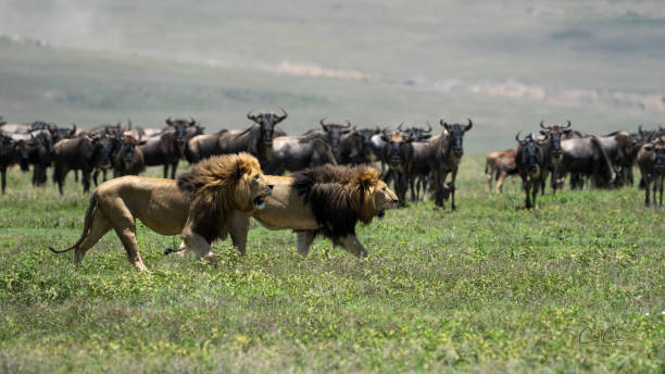istock Male lions walking through Wildebeest herd 1485255837