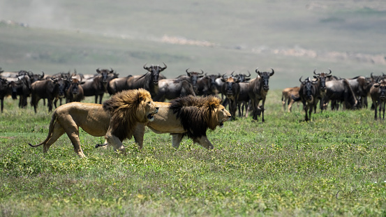Two male lions walking through a herd of wildebeests in the Ngorongoro Conservation Area, Tanzania