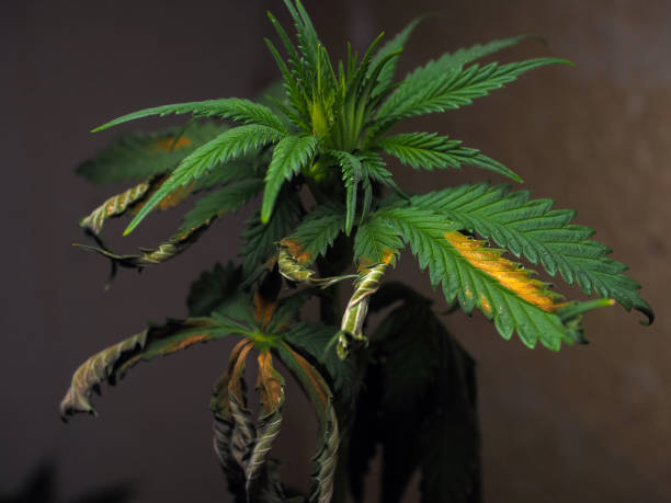istock bush plants cannabis leaf disease lack of minerals and trace elements. 1485256531
