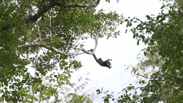 Scene of so cute white gibbons in the nature, Animal in the wild