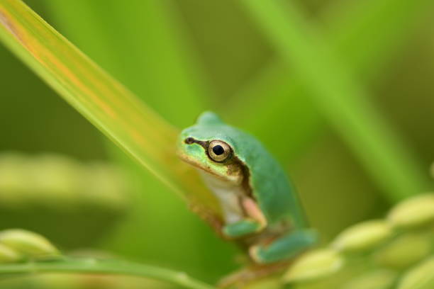 istock Tree frog in green grass, close up. 1485257829