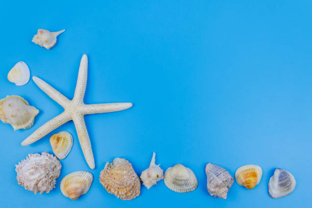 istock Seashells and starfish on pastel blue background. Top view, copy space. Summer vacations concept 1485258585