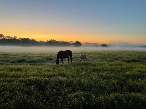 istock Early morning life 1485259892