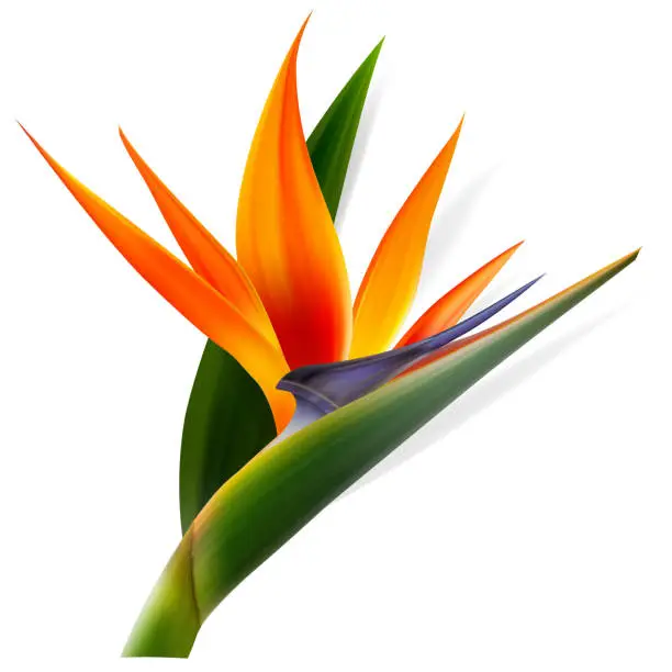 Vector illustration of Strelitzia reginae flower, bird-of-paradise, crane flower. Isolated Exotics. Botanical illustration