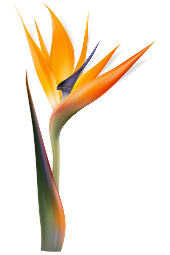 Strelitzia reginae flower, bird-of-paradise, crane flower. Isolated Exotics. Botanical illustration.
