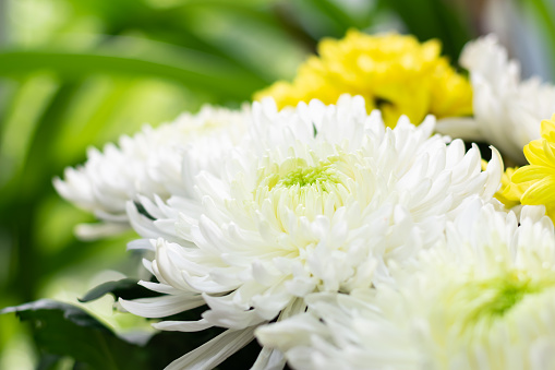Bouquet of white and yellow chrysanthemums close up view with bokeh background