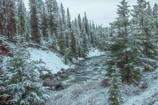 istock Bubbling cold stream in the Yellowstone Ecosystem 1485266508