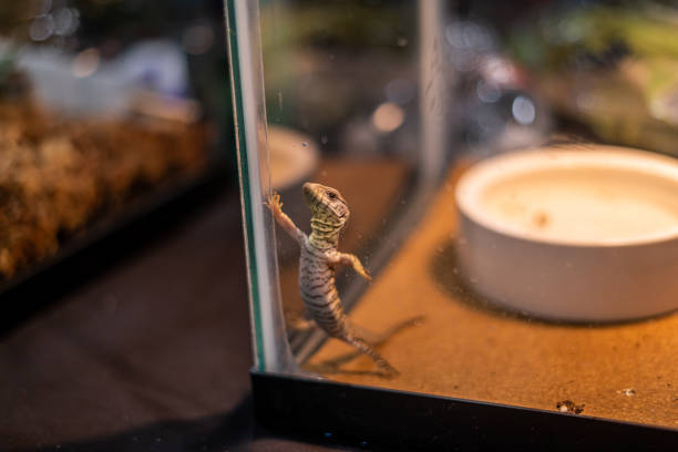 istock Gecko Lizard Creature Climbing Reptile Pet Store Close Up 1485267641