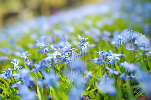 Scilla flowers blooming in the spring garden on the Alpine hill. Beautiful blue spring flowers on a sunny day.