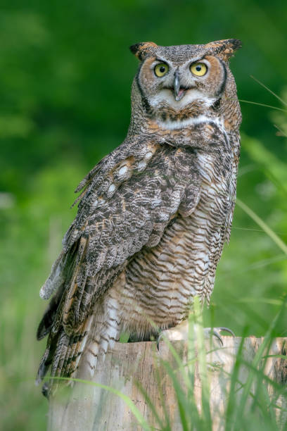 istock A great horned owl with its beak partially open. 1485269718