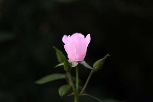 Single Pink Rose on Black Background, Copy Space
