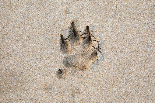 Dog footprint on the sandy beach