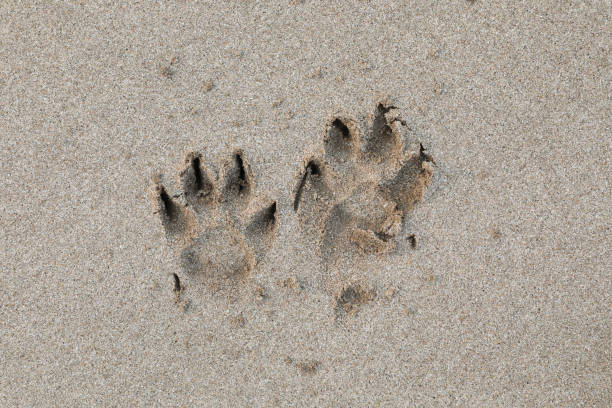 istock Dog footprint on the sandy beach 1485271070