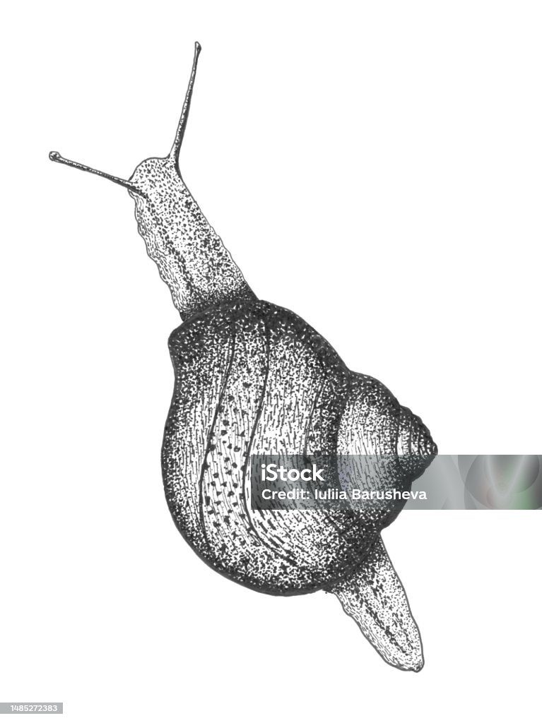 Snail Ink Ink Snail Illustration Hand Drawing On A White Background Stock ...