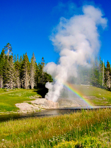 A riverside geyser sprays into a clear blue sky producing a rainbow on a sunny summer day in Yellowstone National Park.