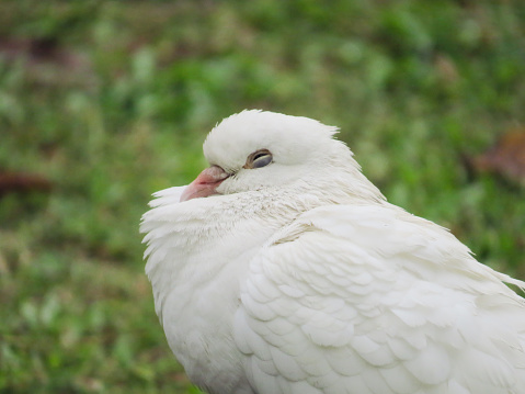 a Beautiful adult Dove seen perched and looking at the photographer.
