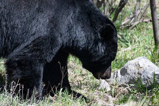 Large Black Bear headshot, looking for food in the Yellowstone Ecosystem in western USA, North America.