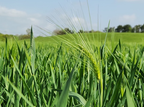 The summer Norwegian barley field