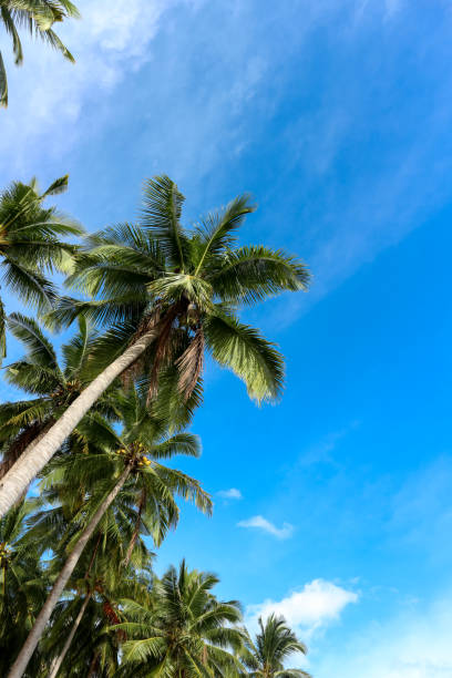 istock Tall and green coconut trees 1485280874