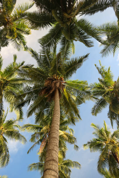istock Tall and green coconut trees 1485280880
