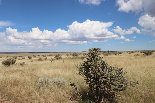 Open spaces with cactus and sagebrush in New Mexico