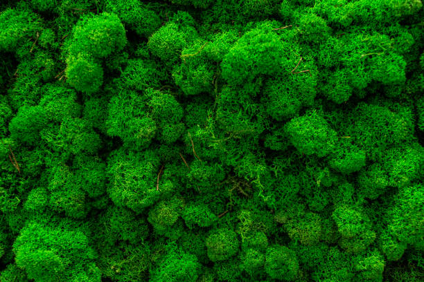 istock Green moss. Decorative wall made of stabilized moss 1485282357