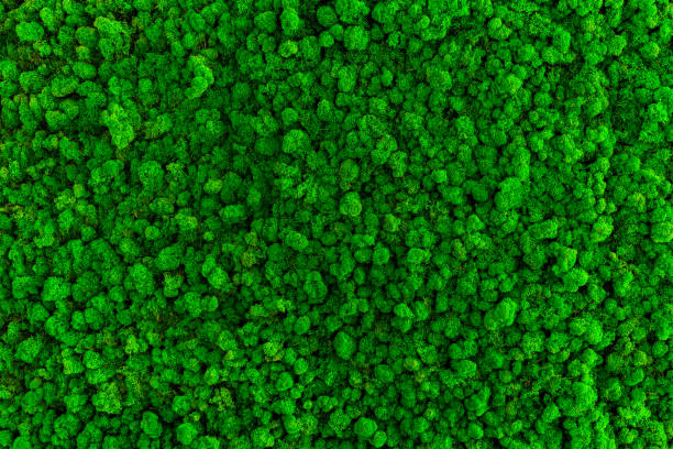 istock Natural moss in nature. Green moss background texture. 1485282359