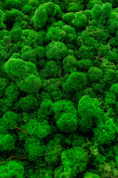 istock Natural moss in nature. Green moss background texture. 1485282422