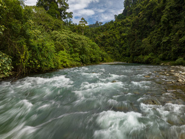 istock River in the jungle. Sumatra, Indonesia. 1485284197