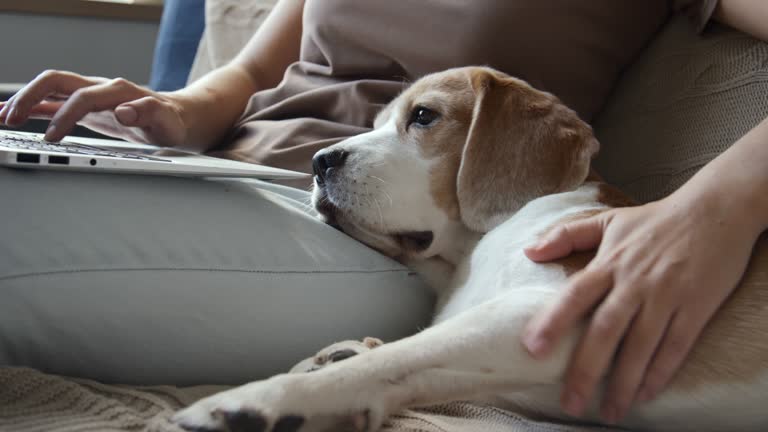 Woman On Couch, Typing On Laptop, Petting Beagle Lying Beside