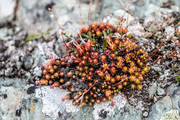 istock Orange Mountain Wildflowers 1485289440