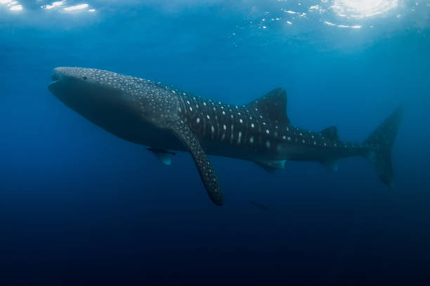 istock Whale shark is a biggest fish in the ocean. 1485290987