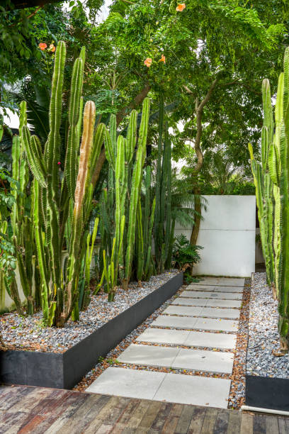 istock A recreational trail lined with cacti 1485292055