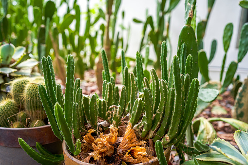 Close-up of lush cactus planted in the park