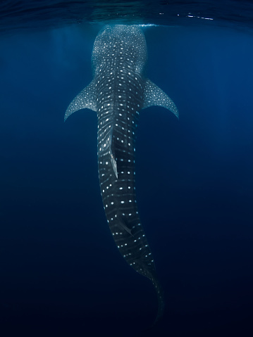 Tiburón ballena en el océano azul. Tiburón gigante nadando bajo el agua photo