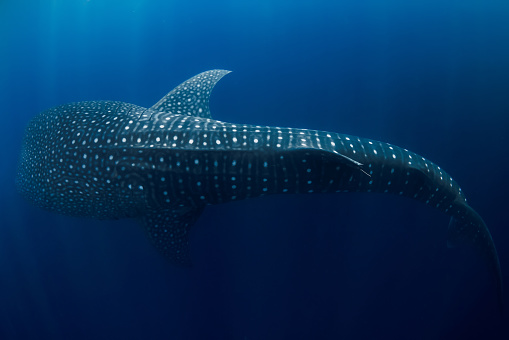 Tiburón ballena nadando en el océano azul. Increíbles patrones de manchas de los peces más grandes del mundo. photo
