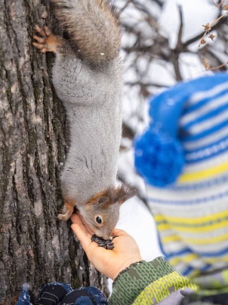 istock A little child in winter feeds a squirrel with a nut. 1485292663