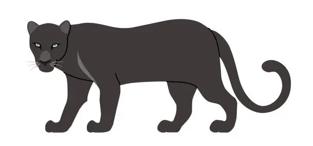Vector illustration of The black panther isolated on white background