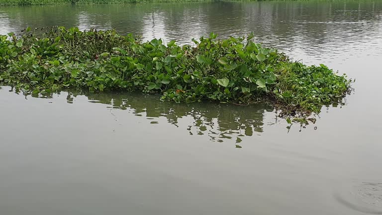 water hyacinth invasion plant over southeast asia river growing too fast weed